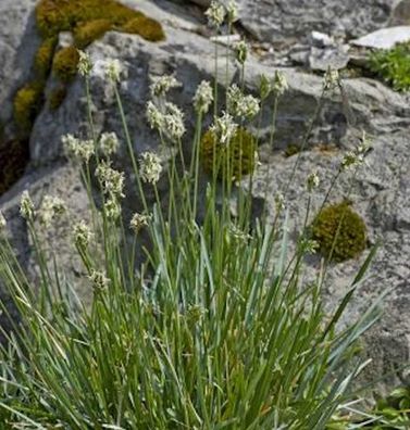 Kalk Blaugras - Sesleria albicans
