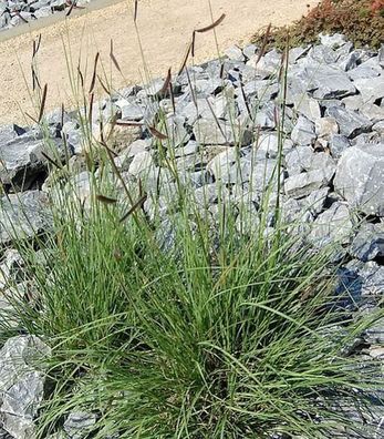 Moskitogras - Bouteloua gracilis