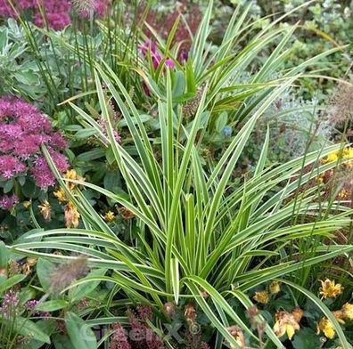 Immergrüne Japan Segge Variegata - Carex morrowii