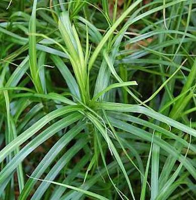 Palmwedelegge - Carex muskingumensis