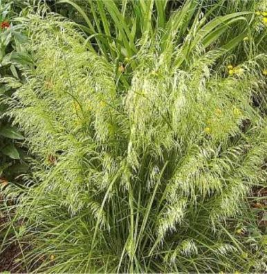 Waldschmiele Goldschleier - Deschampsia