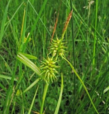 Gelbblütige Segge - Carex flava