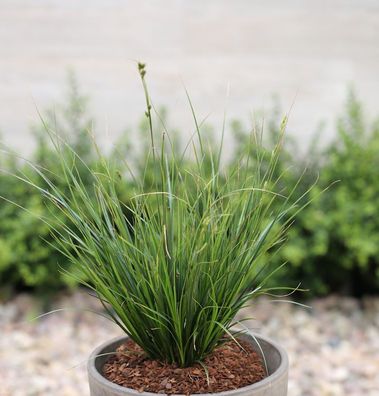 Neuseeland Segge - Carex testacea