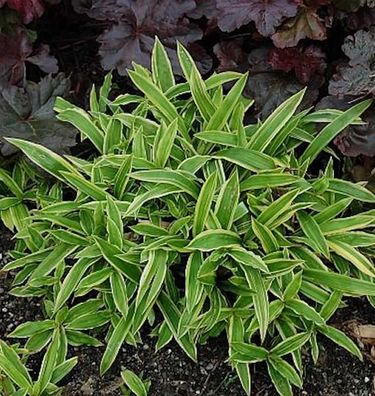 Segge Silver Sceptre - Carex morrowii