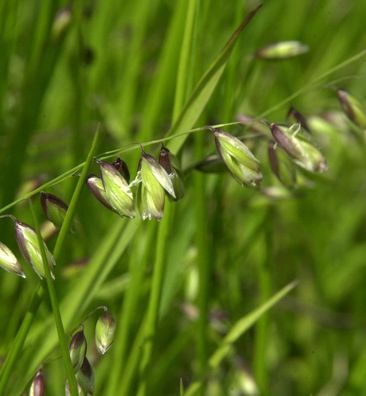 Nickendes Perlgras - Melica nutans