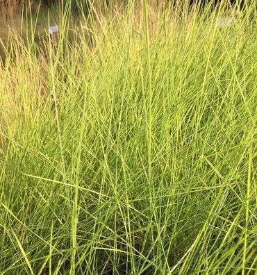 Lindheimers Haargras - Muhlenbergia lindheimeri