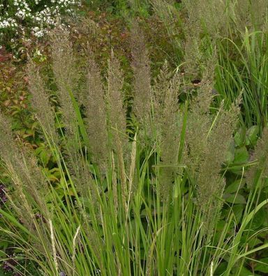 Berg Reitgras - Calamagrostis varia
