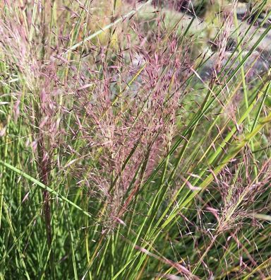 Rosa Haargras - Muhlenbergia capillaris