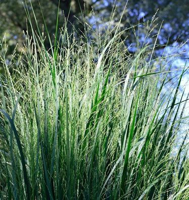 Purpur Liebesgras - großer Topf - Eragrostis spectabilis