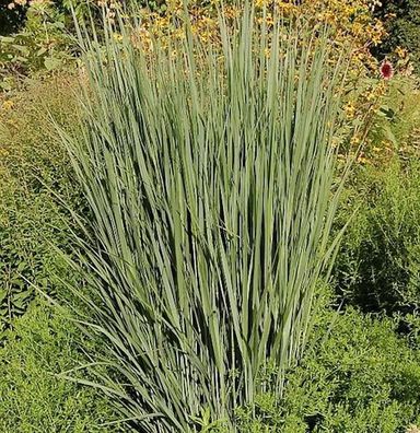 Rutenhirse Northwind - großer Topf - Panicum virgatum