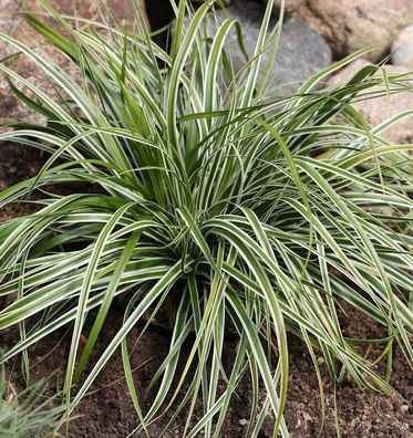 Oshima Segge Everest - großer Topf - Carex oshimensis