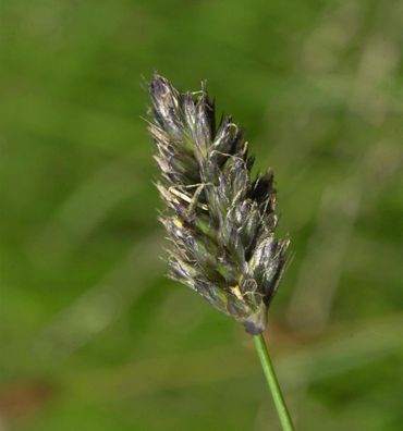 Herbstkopf Blaugras - großer Topf - Sesleria autumnalis