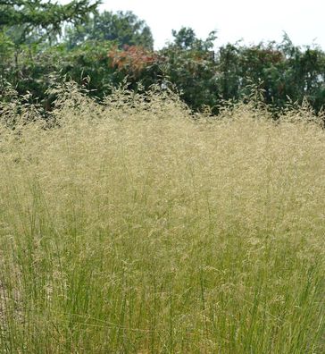 Waldschmiele Tauträger - großer Topf - Deschampsia