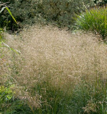 Waldschmiele Goldtau - großer Topf - Deschampsia cespitosa