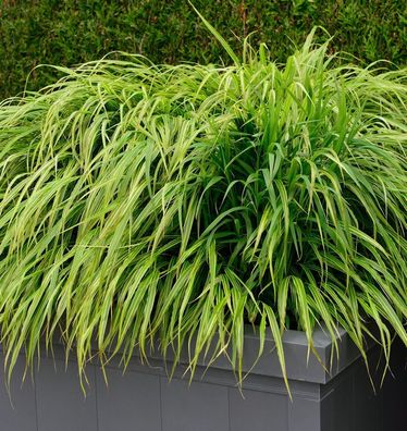 Japanisches Berggras Nicolas - großer Topf - Hakonechloa macra