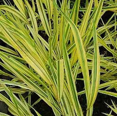 Japanisches Berggras Naomi - großer Topf - Hakonechloa macra
