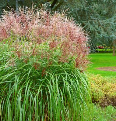 Chinaschilf Boucle - XXXL Topf - Miscanthus sinensis