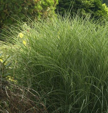 Chinaschilf Morning Light- XXXL Topf - Miscanthus sinensis