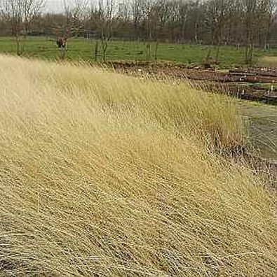 Strandhafer - großer Topf - Ammophila arenaria