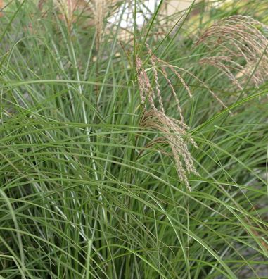 Chinaschilf Red Cloud - XXXL Topf - Miscanthus sinensis