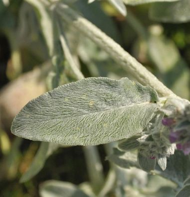 Wollziest Silver Carpet - Stachys byzantina