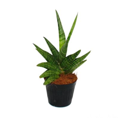 Sansevieria "Helios" - Schrauben-Bogenhanf - 9cm Topf - ca. 15cm hoch