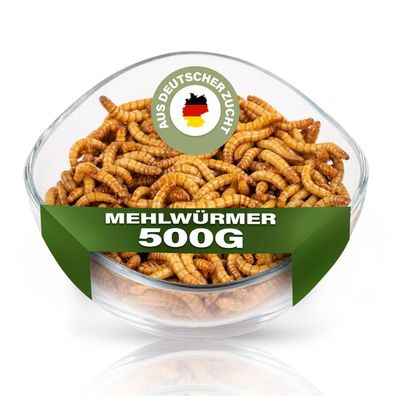 Mehlwürmer lebend 500g, extra frisch und schnell, top Qualität, Lebendfutter