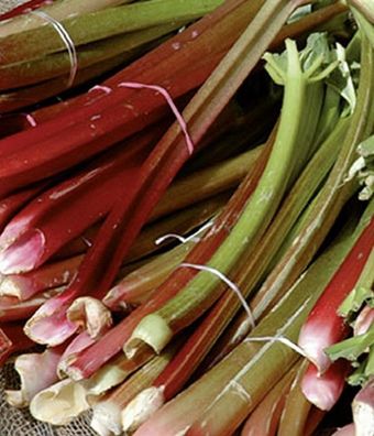 Rhabarber rotstielig Samen - frosthart, aromatisch und mehrjährig