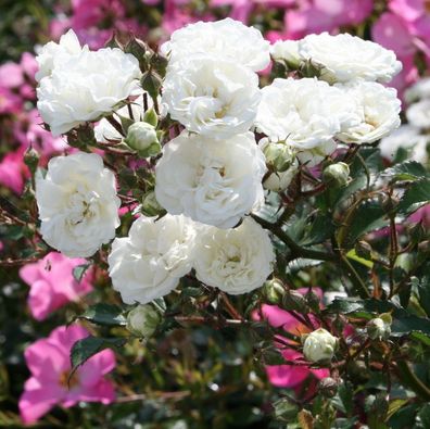 5 Stk. weiße Bodendecker-Rose Rosa ´Alba Meidiland´® wurzelecht im 1-Liter-Topf
