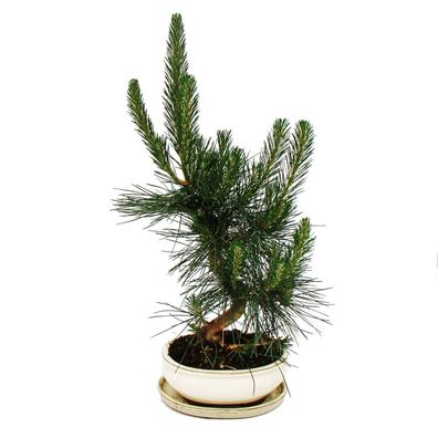 Bonsai - Pinus thunbergii - Japanische Schwarzkiefer - ca. 19 Jahre alt