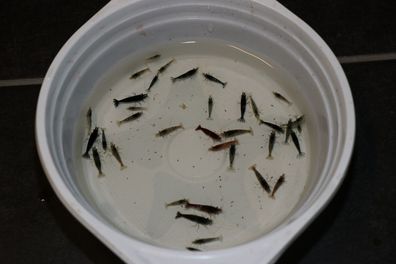 25 Stück Garnelen Mix Neocaridina / schwarz, blau, rot, orange, farblos, natur