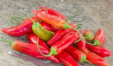 Chili Sweet Echo 5+ Samen CAP 455 - Capsicum baccatum Ch 211