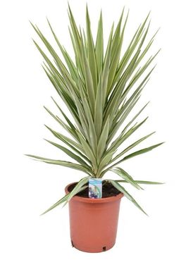 Riesen-Palmlilie Jewel - Yucca elephantipes Jewel - Zimmerpflanze