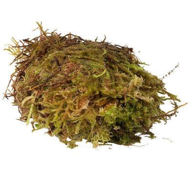 Habistat Sphagnum Moss 1kg feuchtes Moos Torf Naturmoos Terrarium 100% natürlich
