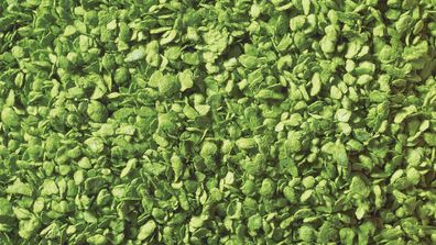 Noch 07142 Laub Belaubungsmaterial hellgrün 50g