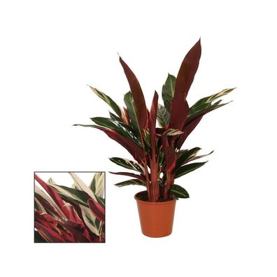 Schattenpflanze mit ausgefallenem Blattmuster - Calathea triostar - 14cm Topf