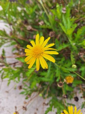 Gelbe Strauchmargerite - Euryops Chrysanthemoides 20+ Samen Z 222