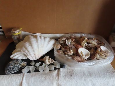 Kiste Konvolut Muscheln eine große und viele kleine ca. 2,8kg