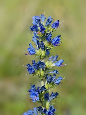 Blauer Natternkopf - Echium vulgare 10+ Samen E 407