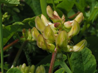 Bärenschote - Süsser Tragant - Astragalus glycyphyllos 10+ Samen - Seeds E 416