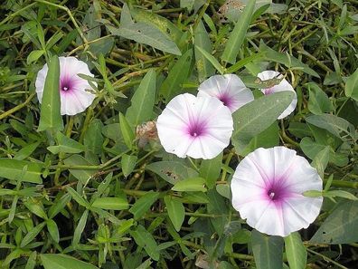Wasserspinat - Ipomoea aquatica 10+ Samen - L 238