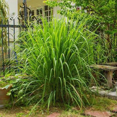 Zitronellagras - Cymbopogon nardus 10+ Samen DUFTIG und FEIN! F 278