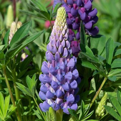 Vielblättrige Lupine - Lupinus polyphyllus 10+ Samen Z 229