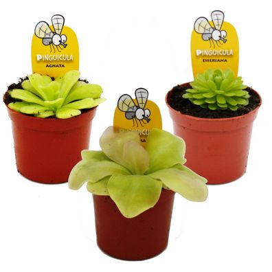 Fettkraut-Trio - 3 verschiedene Pinguicula-Pflanzen im Set - Fleischfressende