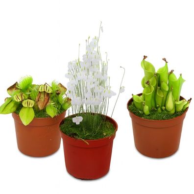 Raritäten-Set Fleischfressende Pflanzen - 3 Pflanzen
