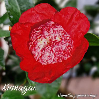Kamelie "Kumagai" - Camellia japonica higo - 7 bis 8-jährige Pflanze (270)