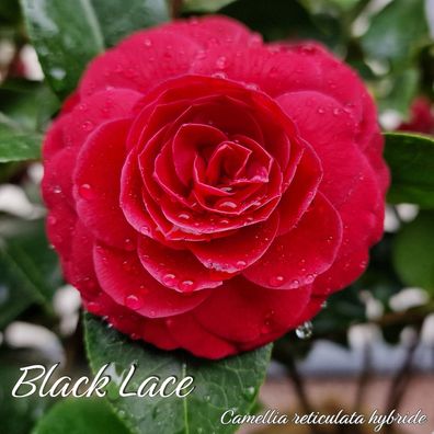 Kamelie "Black Lace" - Camellia reticulata hybride - 5 bis 6-jährige Pflanze (NL)