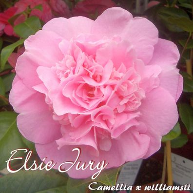 Kamelie "Elsie Jury" - Camellia x williamsii - 4 bis 5-jährige Pflanze (11)