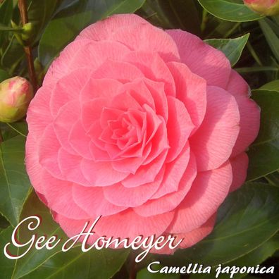Kamelie "Gee Homeyer" - Camellia japonica - 4 bis 5-jährige Pflanze (170)