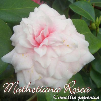Kamelie "Mathotiana Rosea" - Camellia japonica - 4 bis 5-jährige Pflanze (7)